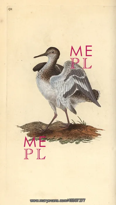 : Common sandpiper, Actitis hypoleucos : Common sandpiper, Actitis hypoleucos