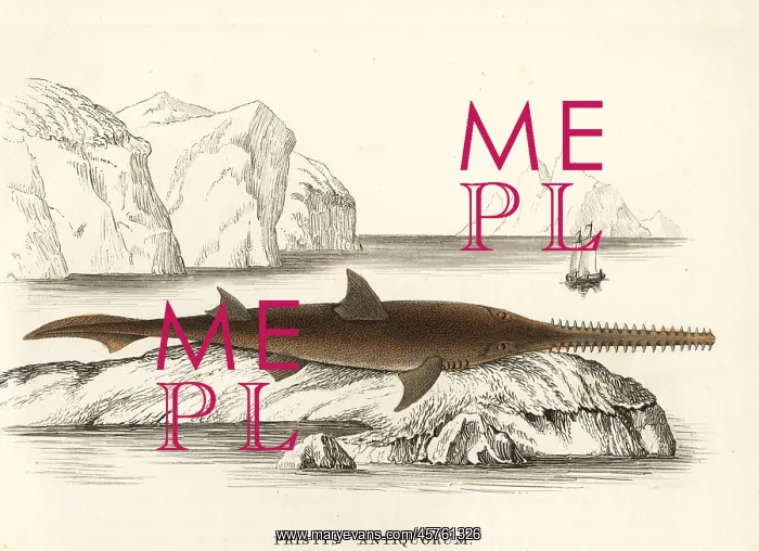 : Common sawfish, Pristis pristis : Common sawfish, Pristis pristis