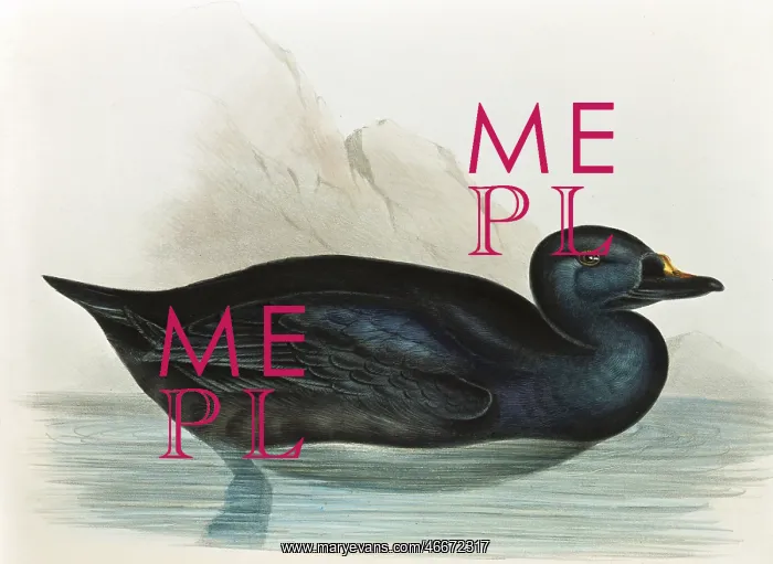 : Common scoter : Common scoter