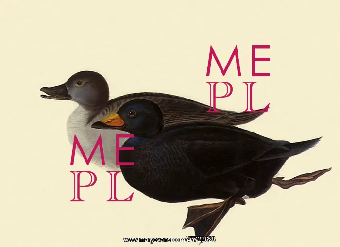  : Common Scoter, Oidemia nigra