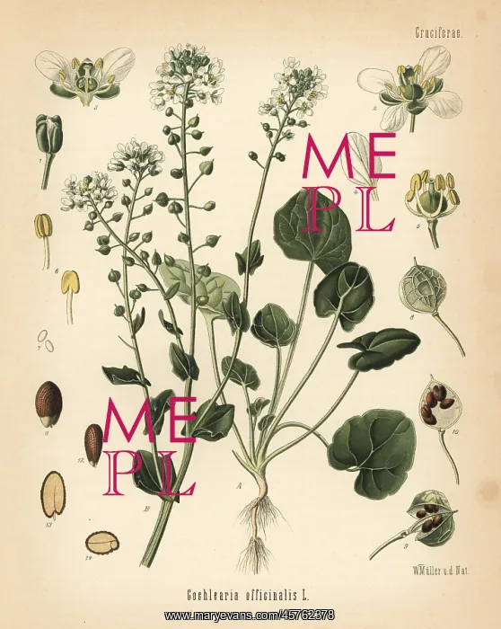 : Common scurvygrass, Cochlearia officinalis : Common scurvygrass, Cochlearia officinalis