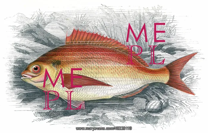 : Common Sea Bream, or Brean : Common Sea Bream, or Brean