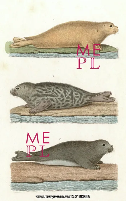  : COMMON SEAL