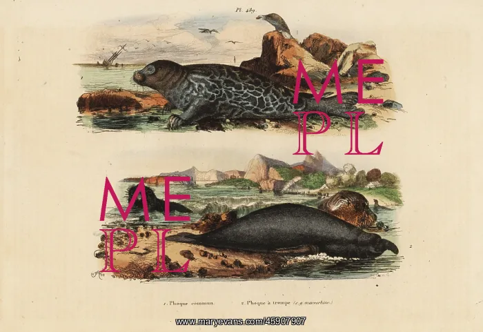 : Common seal and elephant seal : Common seal and elephant seal