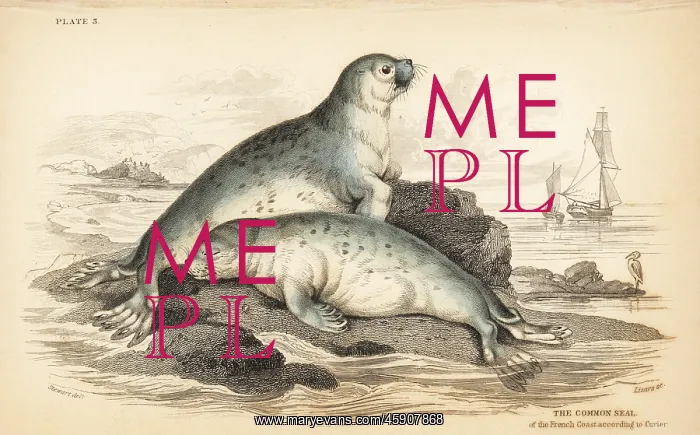 : Common seal, Phoca vitulina : Common seal, Phoca vitulina