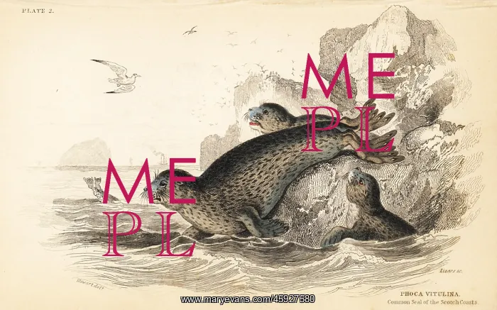 : Common seal, Phoca vitulina : Common seal, Phoca vitulina