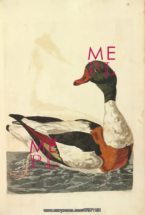 : Common Shelduck : Common Shelduck