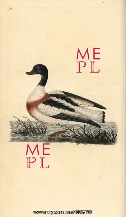: Common shelduck, Tadorna tadorna : Common shelduck, Tadorna tadorna