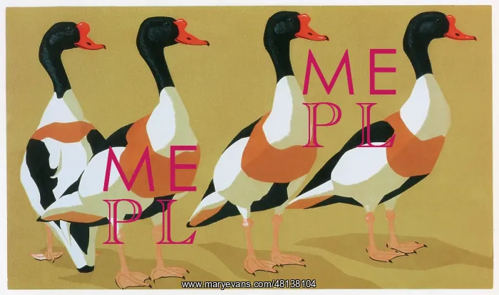  : Common Shelducks