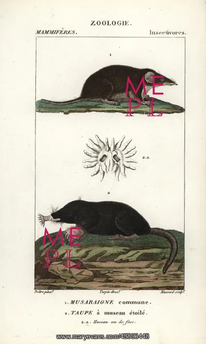  : Common shrew, Sorex araneus, and star-nosed