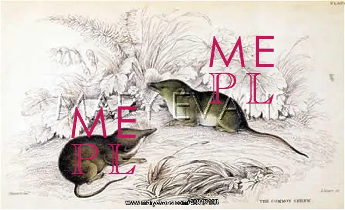  : COMMON SHREWS 1835