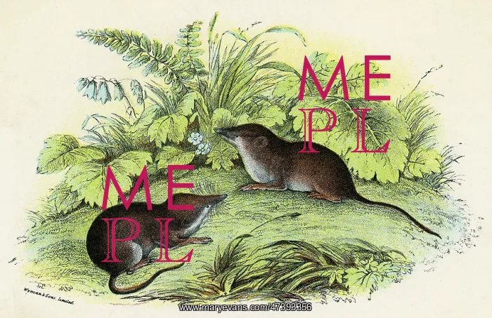  : COMMON SHREWS