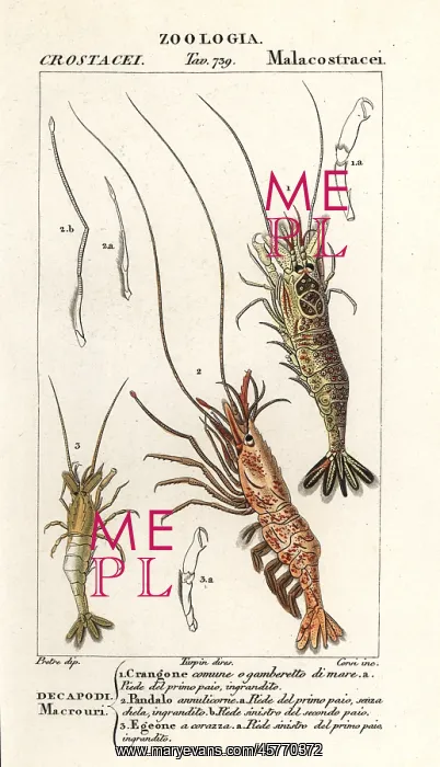 : Common shrimp, pink shrimp and : Common shrimp, pink shrimp and