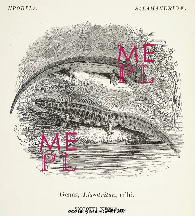 : Common smooth-newt, Lissotriton punctatus : Common smooth-newt, Lissotriton punctatus