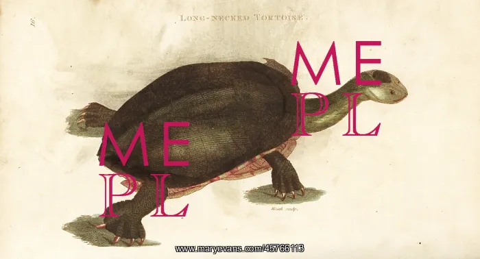 : Common snake-necked turtle, Chelodina longicollis : Common snake-necked turtle, Chelodina longicollis