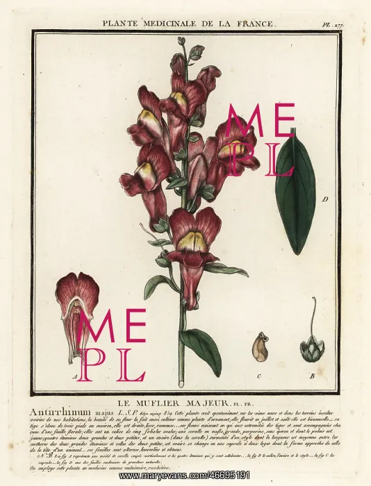 : Common snapdragon, Antirrhinum majus : Common snapdragon, Antirrhinum majus