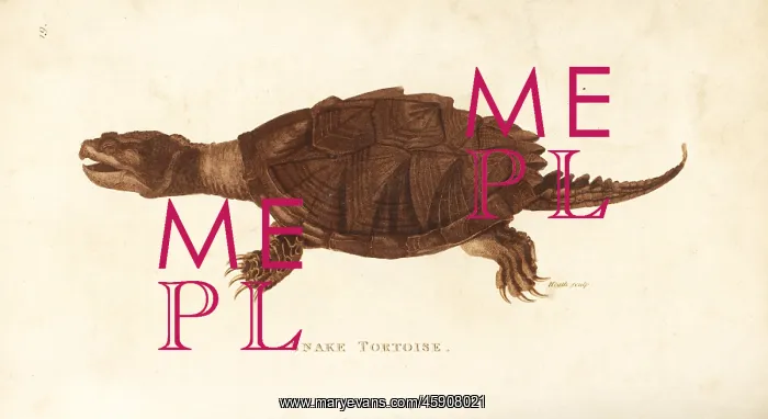 : Common snapping turtle, Chelydra serpentina : Common snapping turtle, Chelydra serpentina