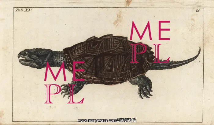 : Common snapping turtle, Chelydra serpentina : Common snapping turtle, Chelydra serpentina