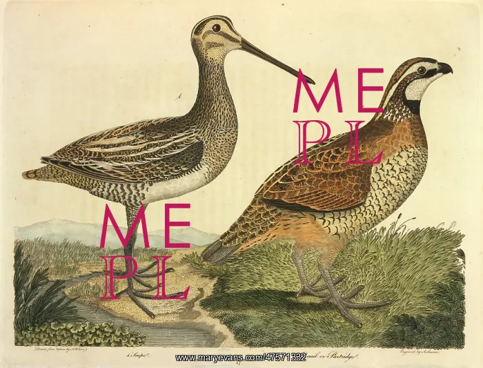 : Common Snipe : Common Snipe