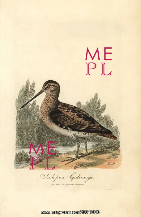 : Common snipe, Gallinago gallinago : Common snipe, Gallinago gallinago