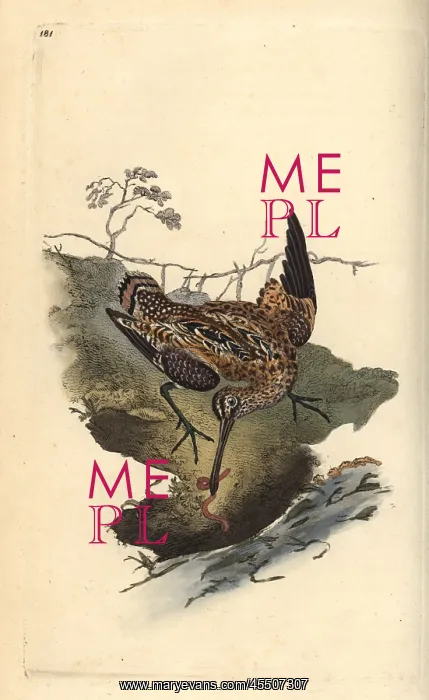 : Common snipe, Gallinago gallinago, catching a worm : Common snipe, Gallinago gallinago, catching a worm