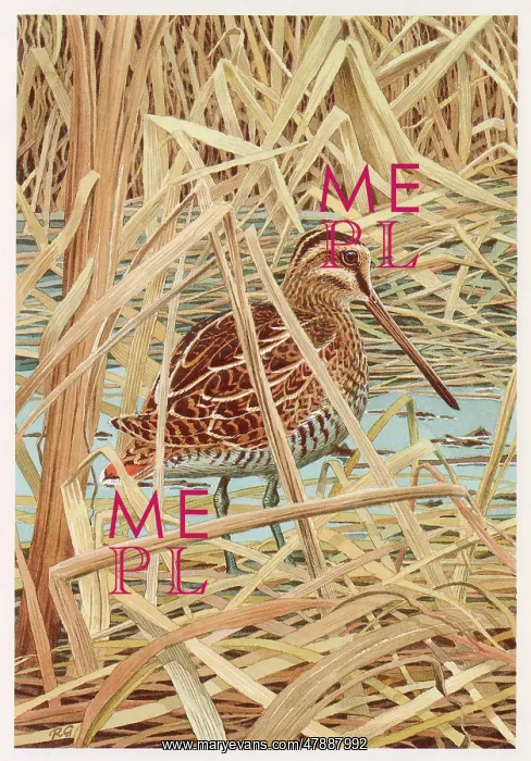 : Common Snipe (Gallinago gallinago) in the reeds : Common Snipe (Gallinago gallinago) in the reeds