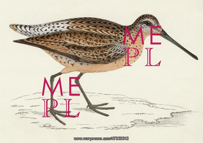 : COMMON SNIPE (MORRIS) : COMMON SNIPE (MORRIS)