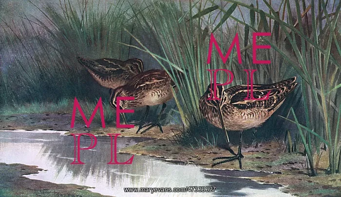  : COMMON SNIPE (THORBURN)