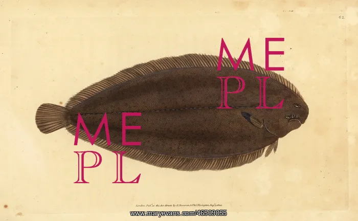 : Common sole or Dover sole, Solea solea : Common sole or Dover sole, Solea solea
