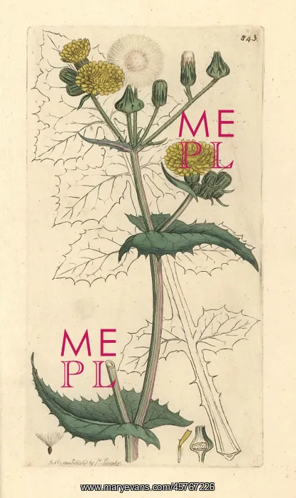 : Common sow thistle, Sonchus oleraceus : Common sow thistle, Sonchus oleraceus