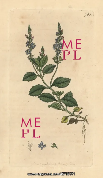 : Common speedwell, Veronica officinalis : Common speedwell, Veronica officinalis