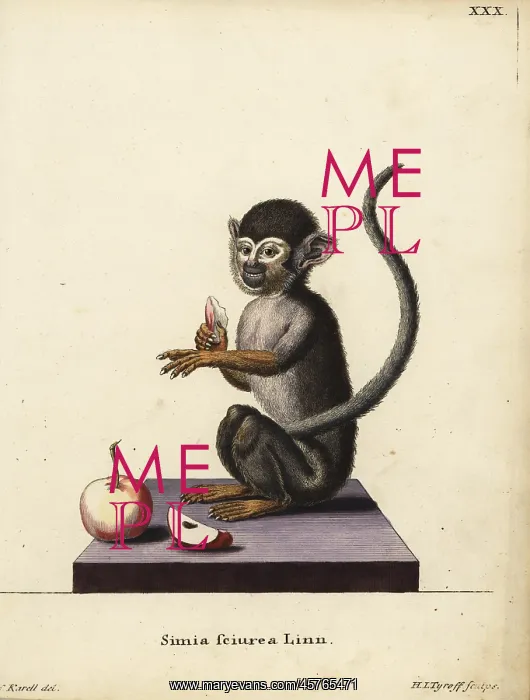 : Common squirrel monkey, Saimiri sciureus : Common squirrel monkey, Saimiri sciureus