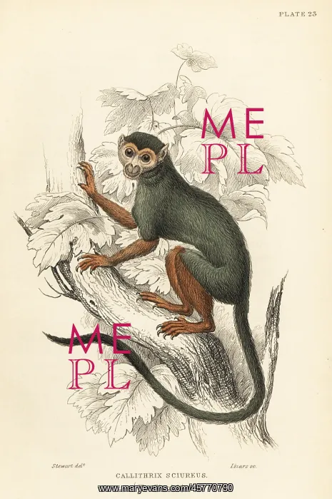 : Common squirrel monkey, Saimiri sciureus : Common squirrel monkey, Saimiri sciureus