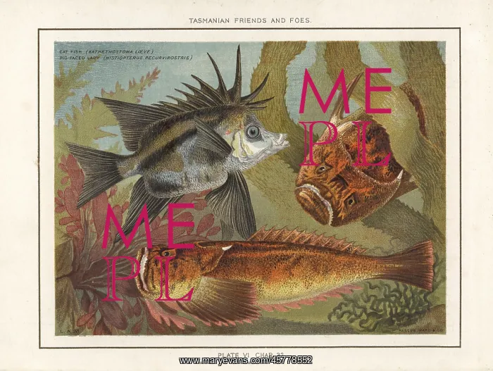 : Common stargazer and longsnout boarfish : Common stargazer and longsnout boarfish