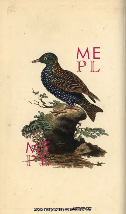 : Common starling, Sturnus vulgaris : Common starling, Sturnus vulgaris