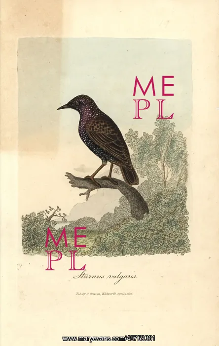 : Common starling, Sturnus vulgaris : Common starling, Sturnus vulgaris