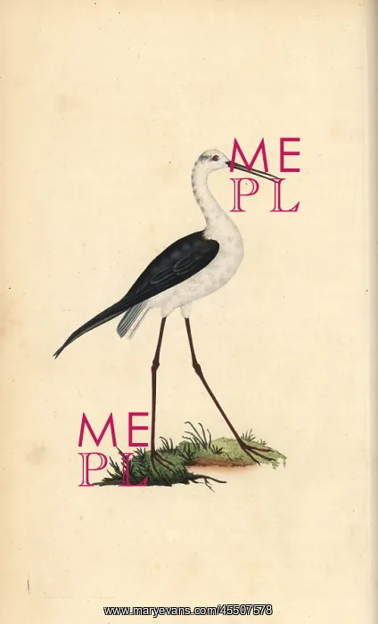 : Common stilt, Himantopus himantopus : Common stilt, Himantopus himantopus