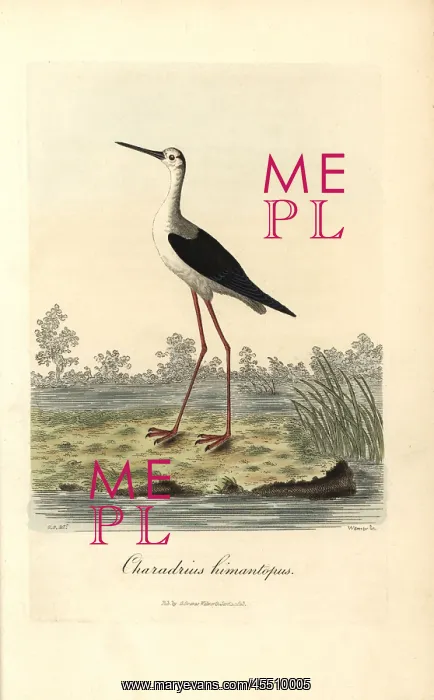  : Common stilt, Himantopus himantopus