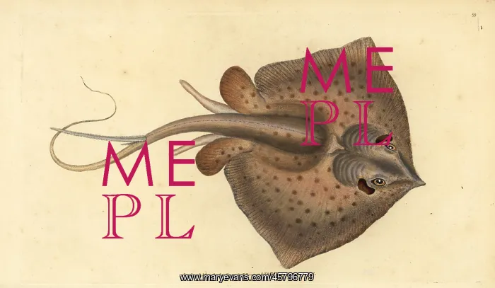 : Common stingray, Dasyatis pastinaca : Common stingray, Dasyatis pastinaca