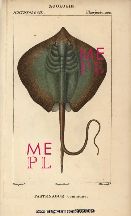 : Common stingray, Dasyatis pastinaca : Common stingray, Dasyatis pastinaca