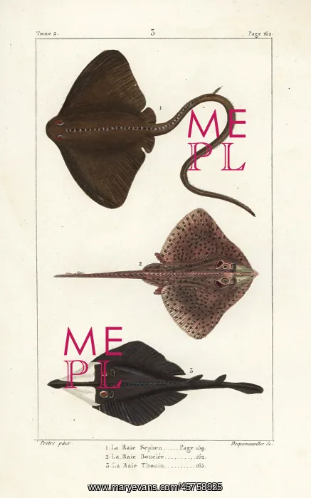 : Common stingray, thornback ray, and clubnose guitarfish : Common stingray, thornback ray, and clubnose guitarfish
