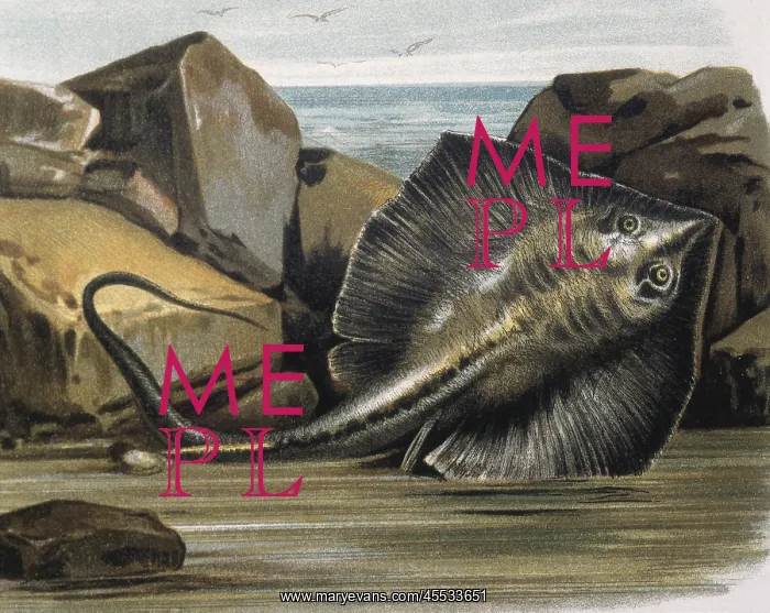 : Common stingray(Trygon pastinaca). Engraving : Common stingray(Trygon pastinaca). Engraving