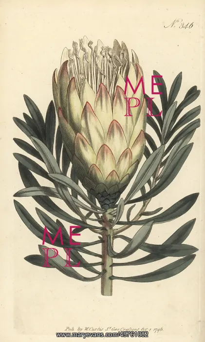 : Common sugarbush, Protea repens : Common sugarbush, Protea repens