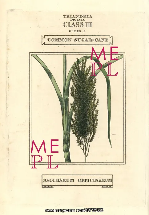 : Common sugarcane, Saccharum officinarum : Common sugarcane, Saccharum officinarum