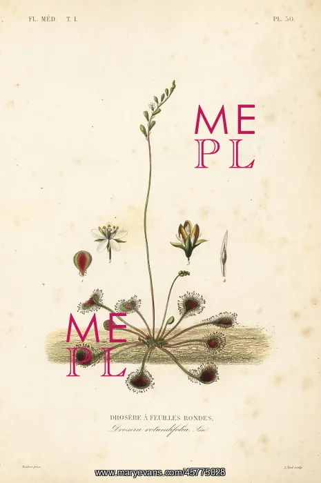 : Common sundew, Drosera rotundifolia : Common sundew, Drosera rotundifolia