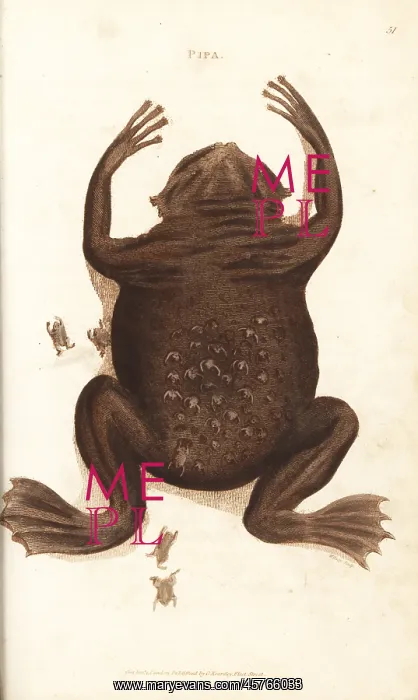 : Common Suriname toad or star-fingered toad, Pipa pipa : Common Suriname toad or star-fingered toad, Pipa pipa