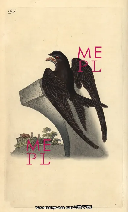: Common swift, Apus apus : Common swift, Apus apus