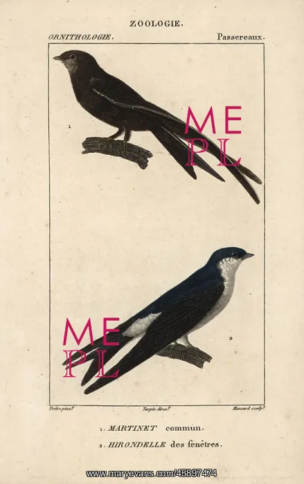 : Common swift, Apus apus, and common house martin : Common swift, Apus apus, and common house martin