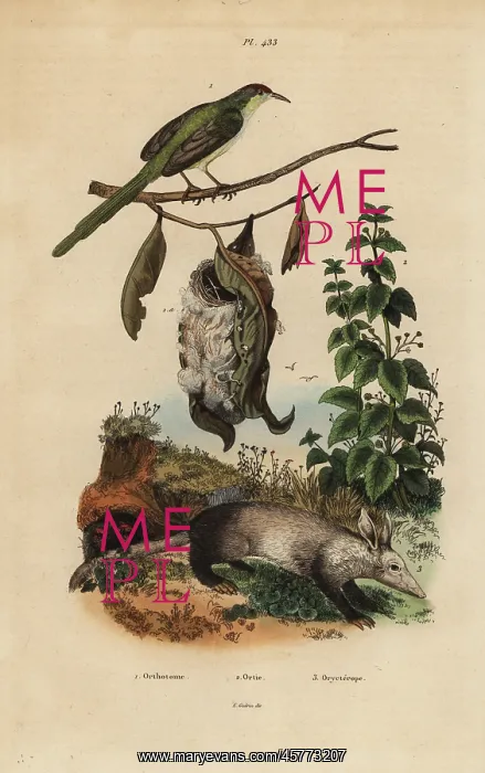 : Common tailorbird, stinging nettle and aardvark : Common tailorbird, stinging nettle and aardvark
