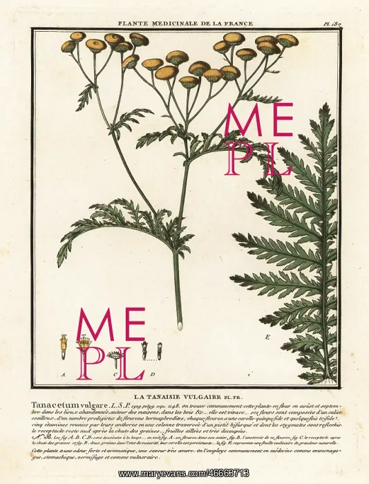 : Common tansy, Tanacetum vulgare : Common tansy, Tanacetum vulgare